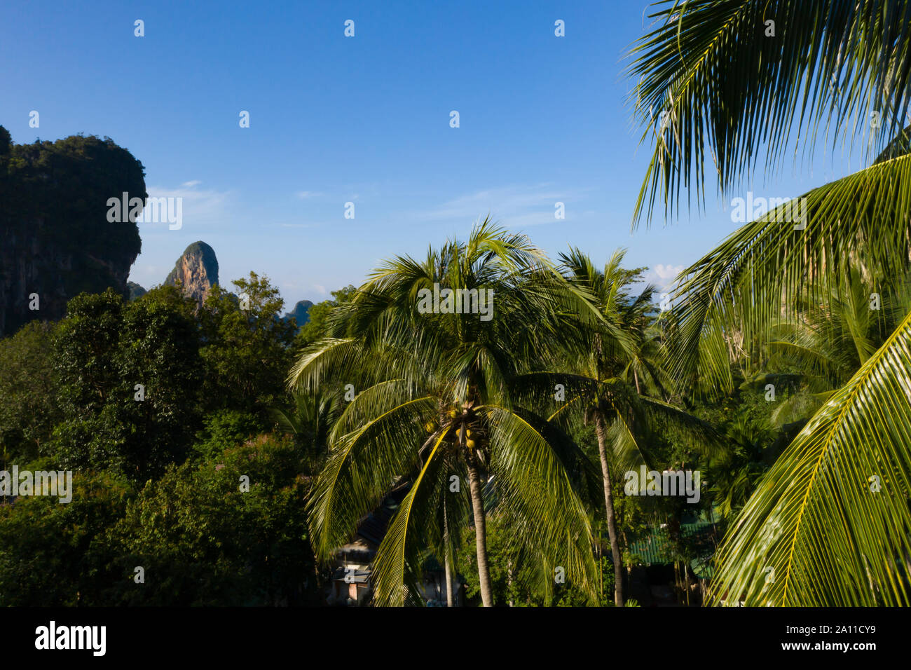 Vue aérienne de pPalm arbres dans les forêts tropicales en Thaïlande. Banque D'Images