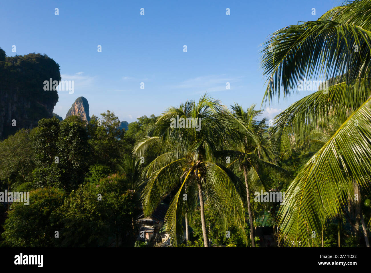 Vue aérienne de pPalm arbres dans les forêts tropicales en Thaïlande. Banque D'Images