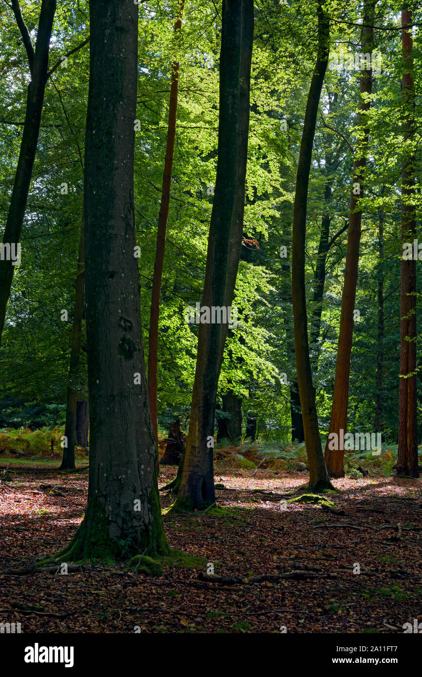 Nouvelle Forêt (Hampshire) à l'automne Banque D'Images