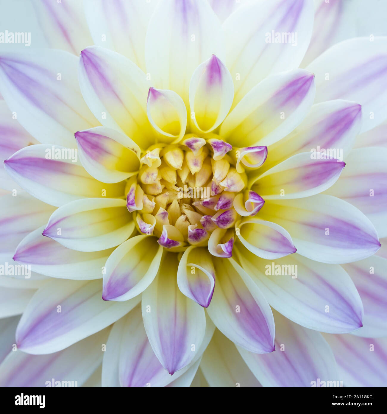 Dahlia fleur pourpre doucement, libre. La symétrie et la place Saint-Marc. Banque D'Images