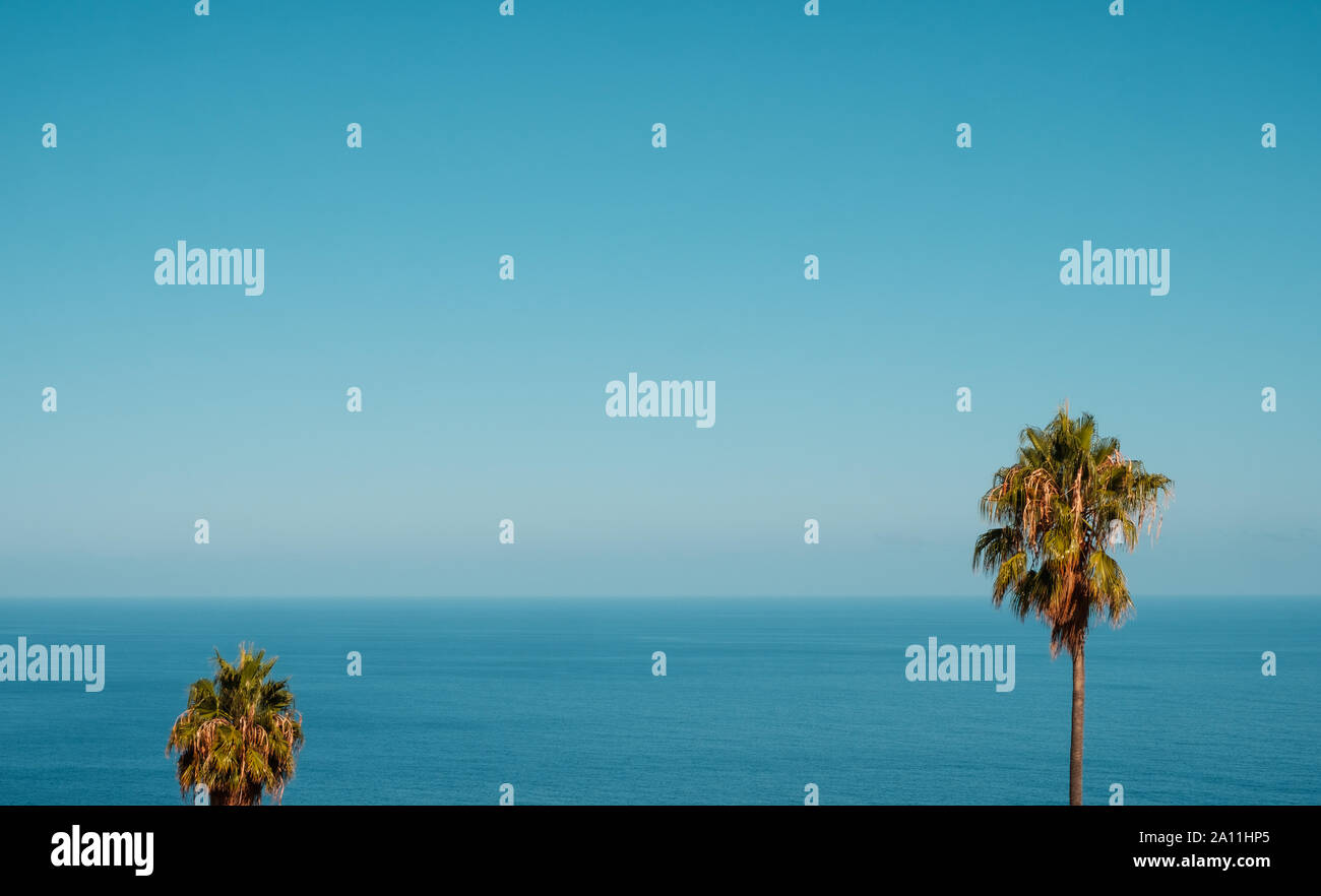 L'horizon de l'océan, palmiers et ciel bleu copy space - vacances d'arrière-plan Banque D'Images