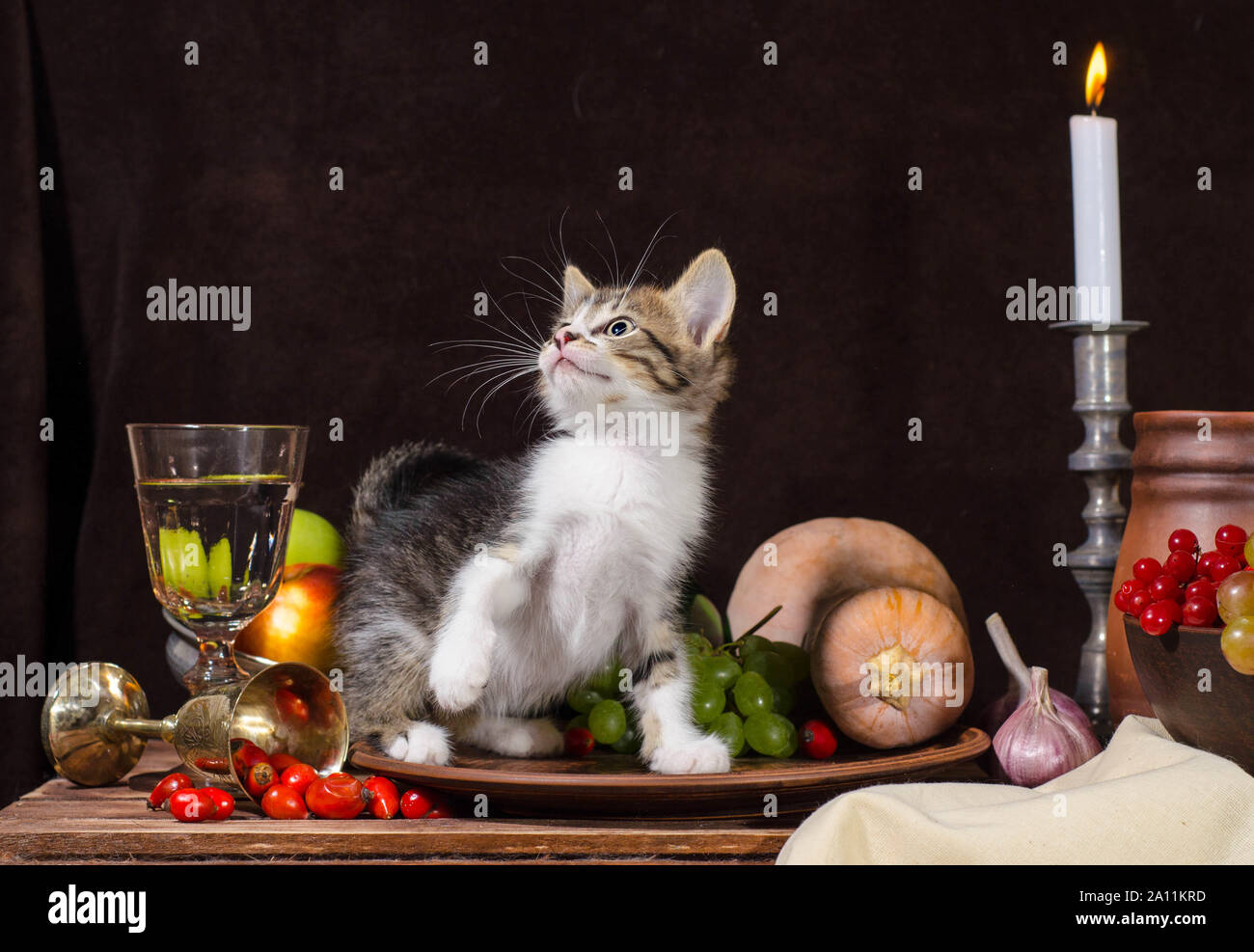 Still Life tabby kitten assis et jouant dans une plaque d'argile sur fond sombre Banque D'Images