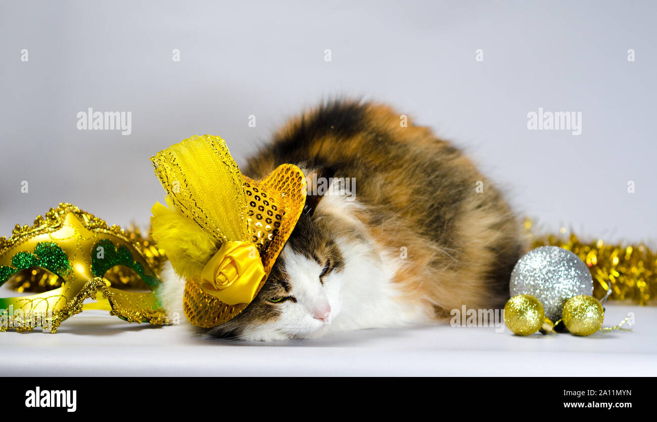 Méchant chat dans un chapeau carnaval jaune avec paillettes arc et une plume à côté d'un masque et des boules de Noël Banque D'Images