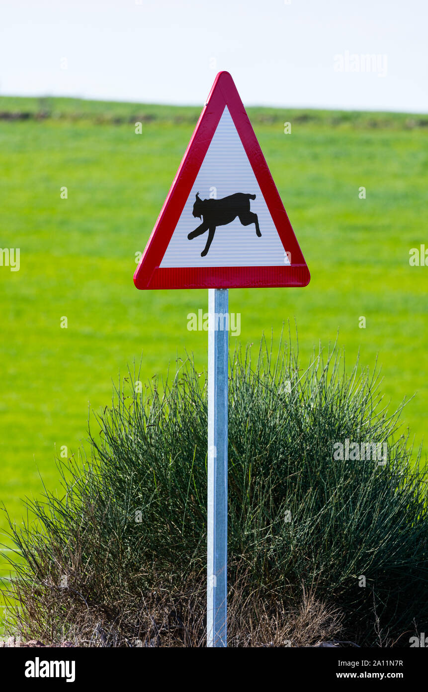 Le Lynx ibérique - LINCE IBÉRICO ((Lynx pardinus), signal de trafic, Badajoz, Estrémadure, Espagne, Europe Banque D'Images