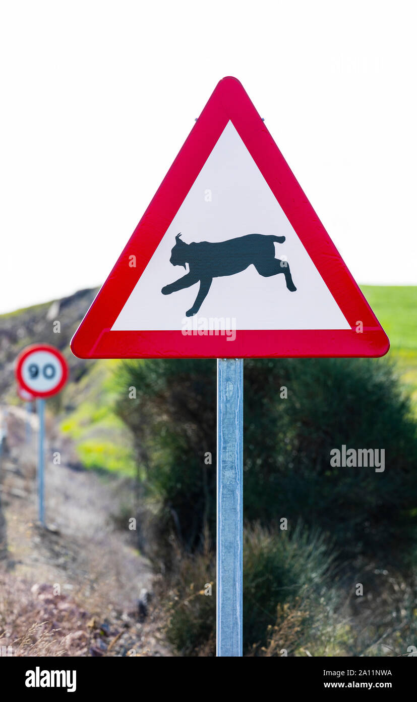 Le Lynx ibérique - LINCE IBÉRICO ((Lynx pardinus), signal de trafic, Badajoz, Estrémadure, Espagne, Europe Banque D'Images