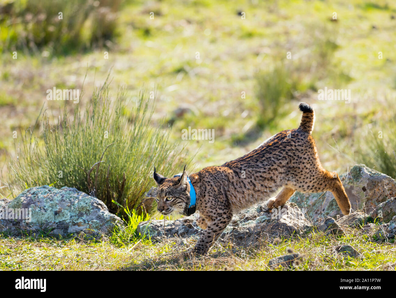 Le Lynx ibérique - LINCE IBÉRICO ((Lynx pardinus) Banque D'Images