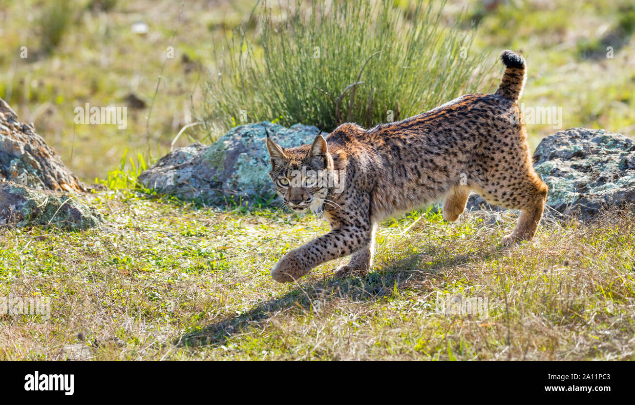 Le Lynx ibérique - LINCE IBÉRICO ((Lynx pardinus) Banque D'Images
