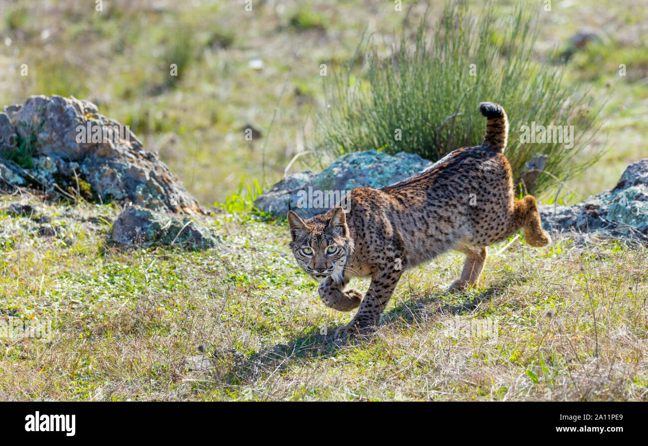 Le Lynx ibérique - LINCE IBÉRICO ((Lynx pardinus) Banque D'Images