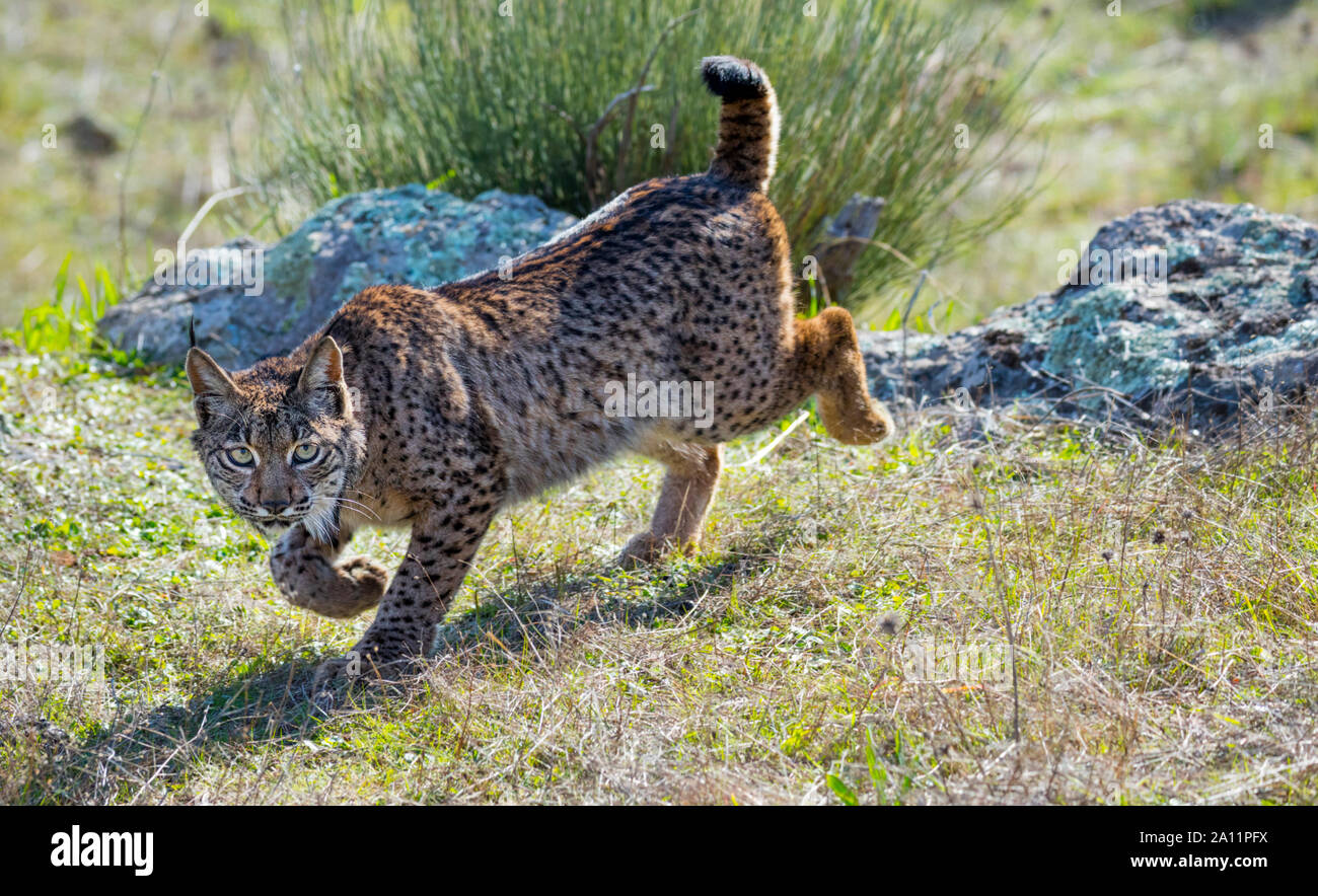 Le Lynx ibérique - LINCE IBÉRICO ((Lynx pardinus) Banque D'Images