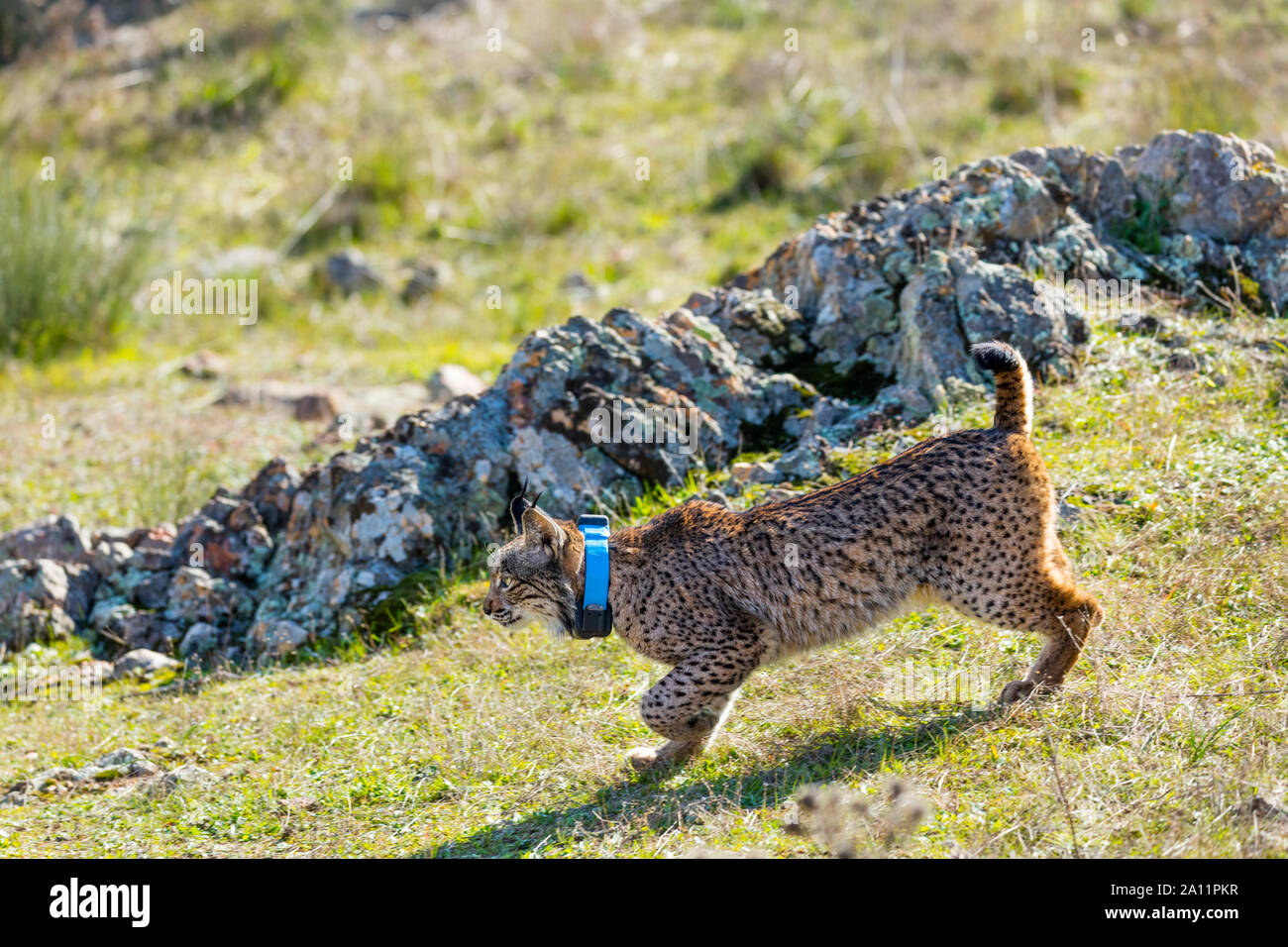 Le Lynx ibérique - LINCE IBÉRICO ((Lynx pardinus) Banque D'Images