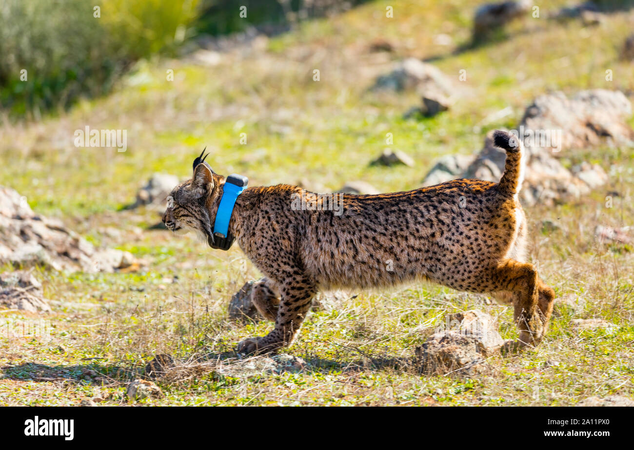 Le Lynx ibérique - LINCE IBÉRICO ((Lynx pardinus) Banque D'Images