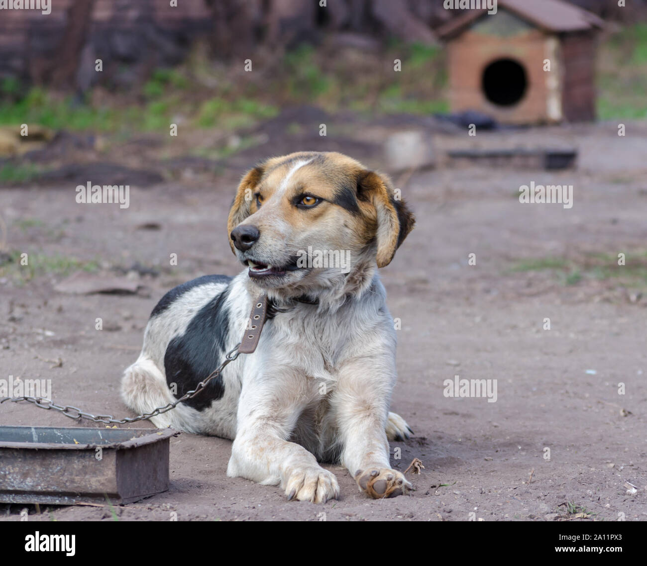 Pinto Chien Chaîne Smiles contre un kiosque en bois Banque D'Images