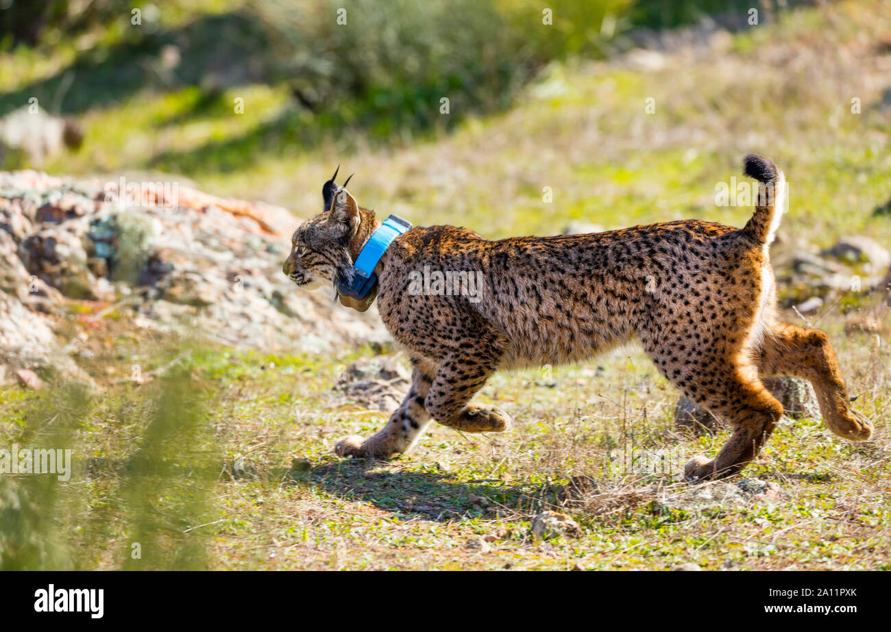 Le Lynx ibérique - LINCE IBÉRICO ((Lynx pardinus) Banque D'Images