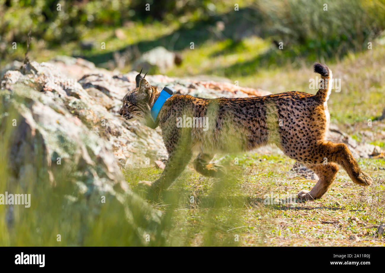 Le Lynx ibérique - LINCE IBÉRICO ((Lynx pardinus) Banque D'Images