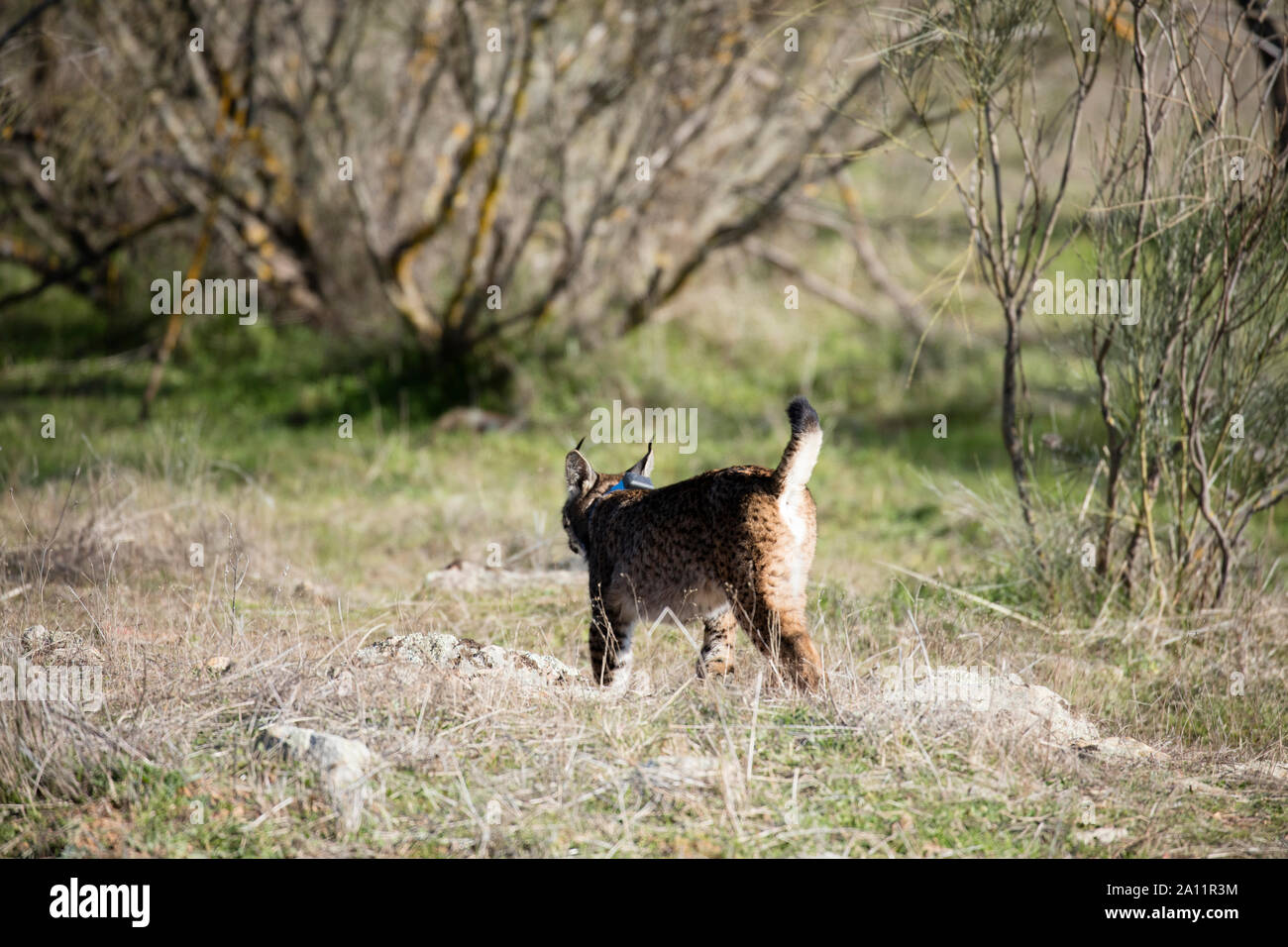 Le Lynx ibérique - LINCE IBÉRICO ((Lynx pardinus) Banque D'Images