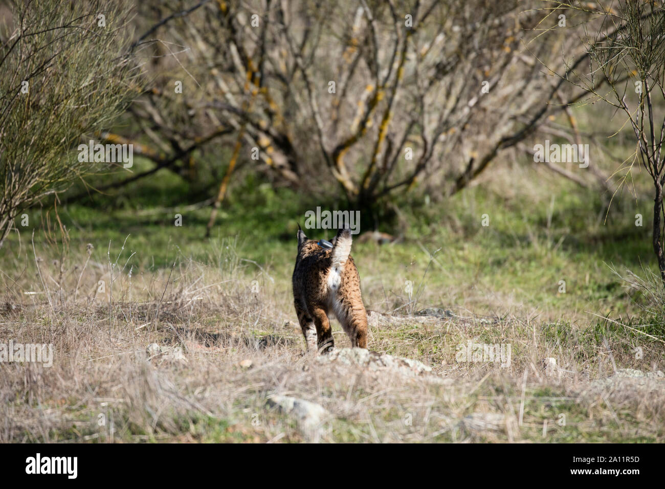 Le Lynx ibérique - LINCE IBÉRICO ((Lynx pardinus) Banque D'Images