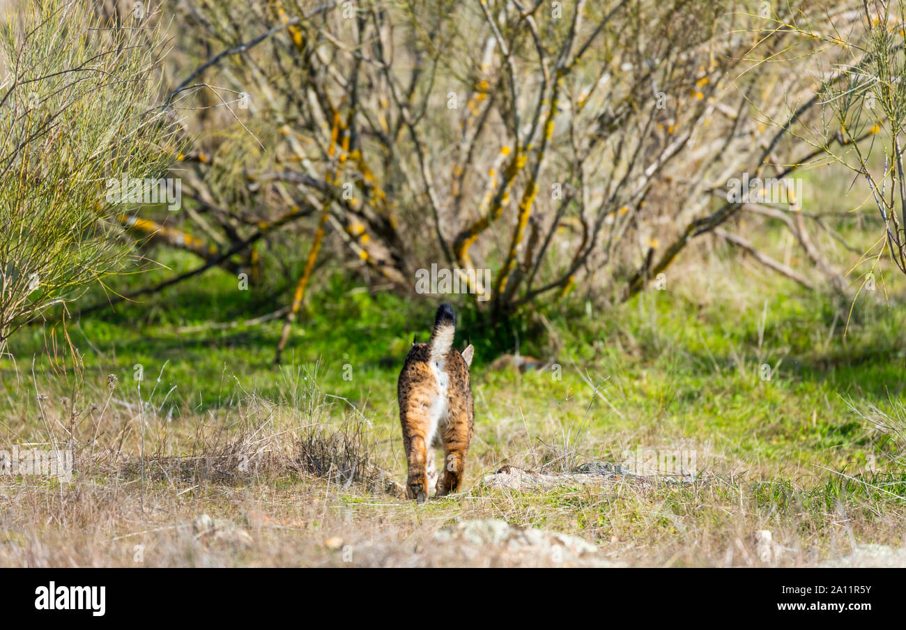 Le Lynx ibérique - LINCE IBÉRICO ((Lynx pardinus) Banque D'Images