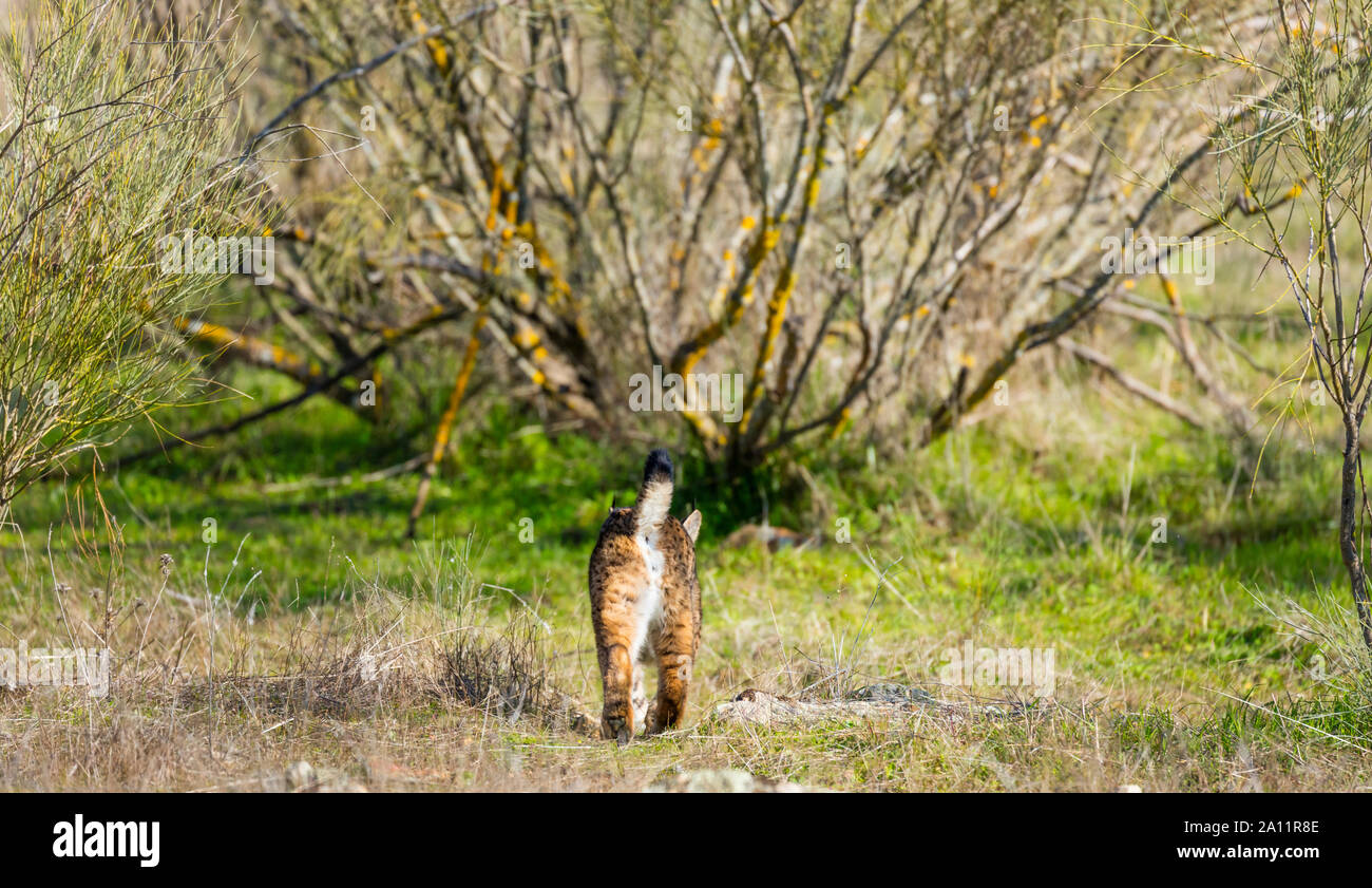 Le Lynx ibérique - LINCE IBÉRICO ((Lynx pardinus) Banque D'Images