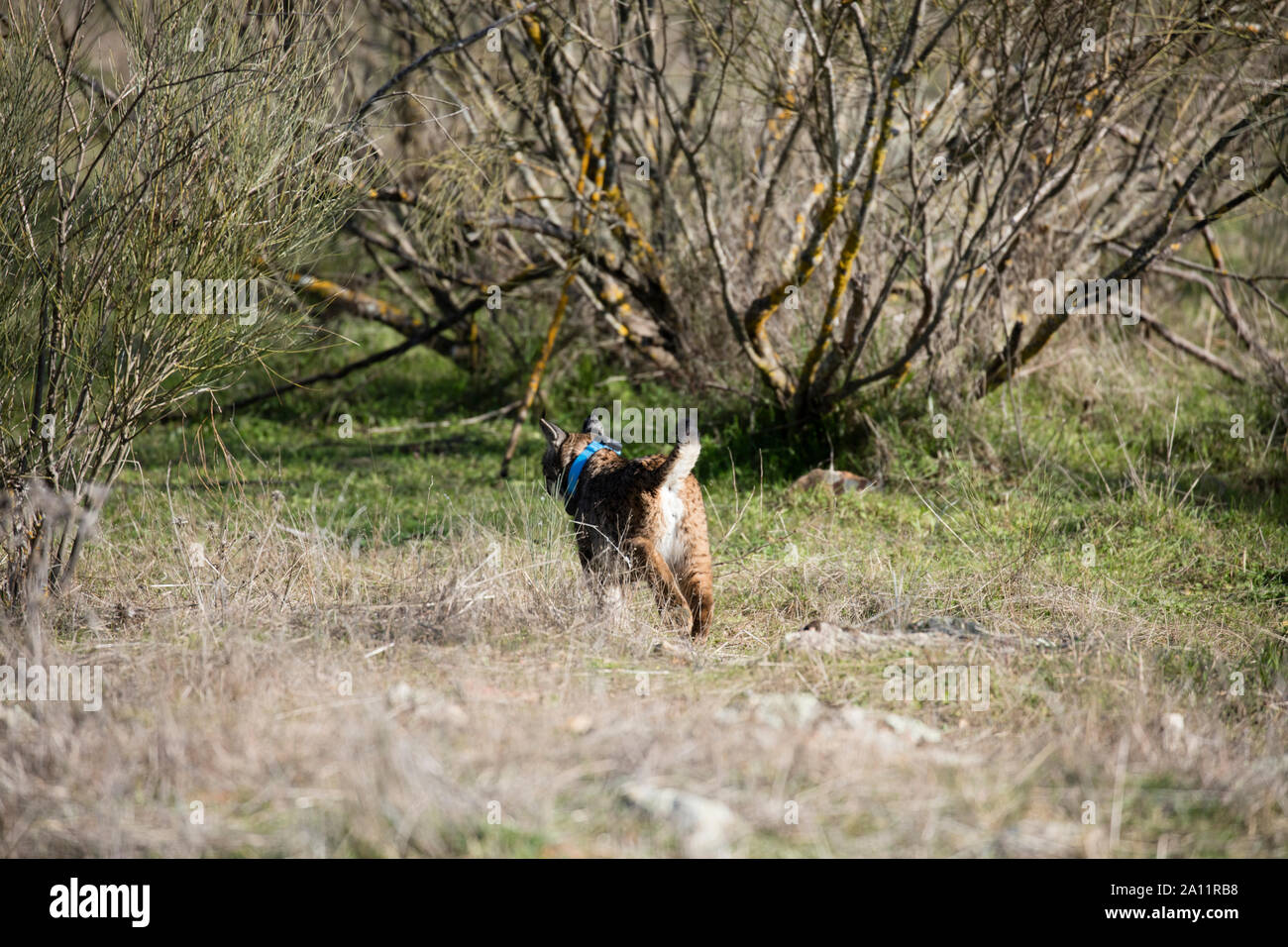 Le Lynx ibérique - LINCE IBÉRICO ((Lynx pardinus) Banque D'Images