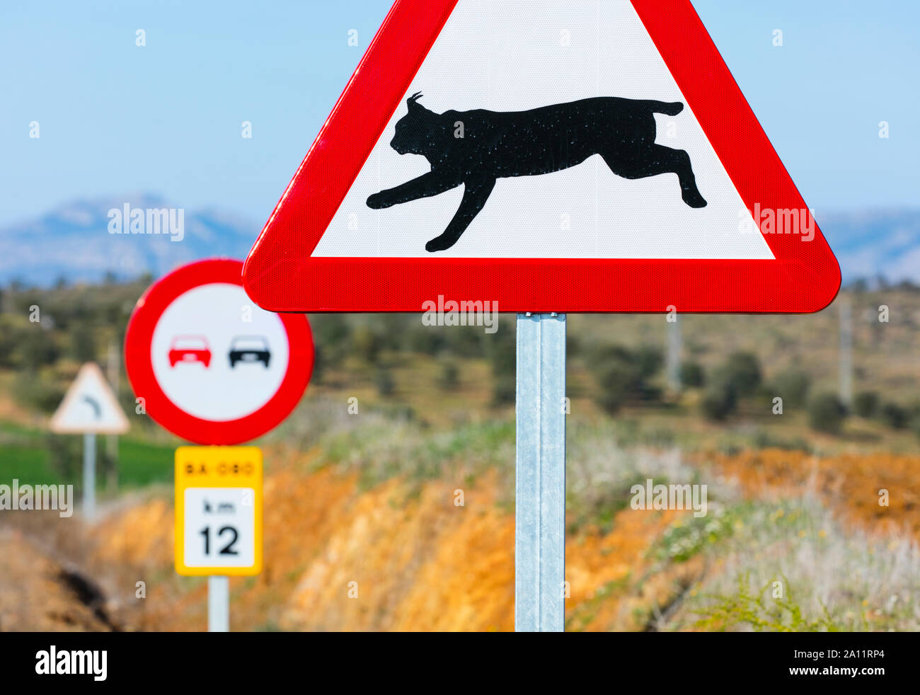 Le Lynx ibérique - LINCE IBÉRICO ((Lynx pardinus), signal de trafic, Badajoz, Estrémadure, Espagne, Europe Banque D'Images