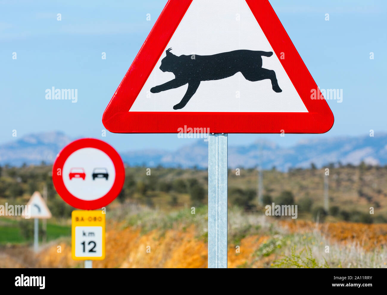 Le Lynx ibérique - LINCE IBÉRICO ((Lynx pardinus), signal de trafic, Badajoz, Estrémadure, Espagne, Europe Banque D'Images