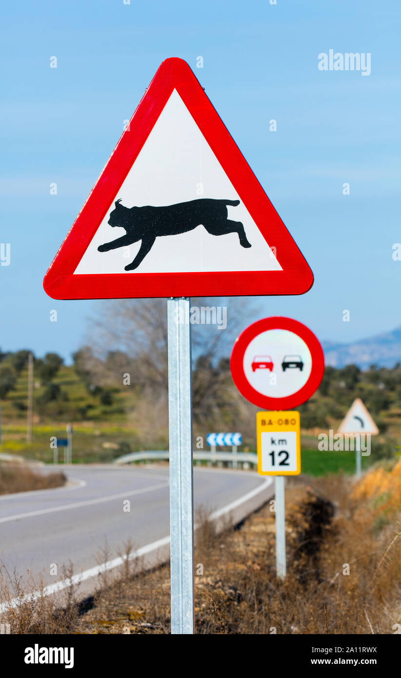 Le Lynx ibérique - LINCE IBÉRICO ((Lynx pardinus), signal de trafic, Badajoz, Estrémadure, Espagne, Europe Banque D'Images