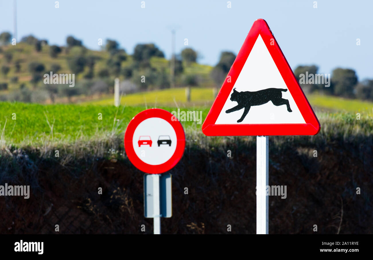 Le Lynx ibérique - LINCE IBÉRICO ((Lynx pardinus), signal de trafic, Badajoz, Estrémadure, Espagne, Europe Banque D'Images