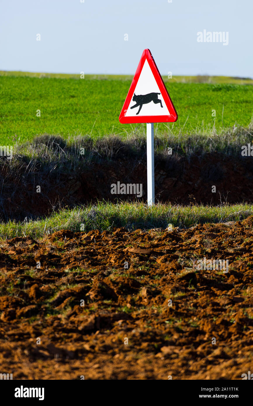 Le Lynx ibérique - LINCE IBÉRICO ((Lynx pardinus), signal de trafic, Badajoz, Estrémadure, Espagne, Europe Banque D'Images