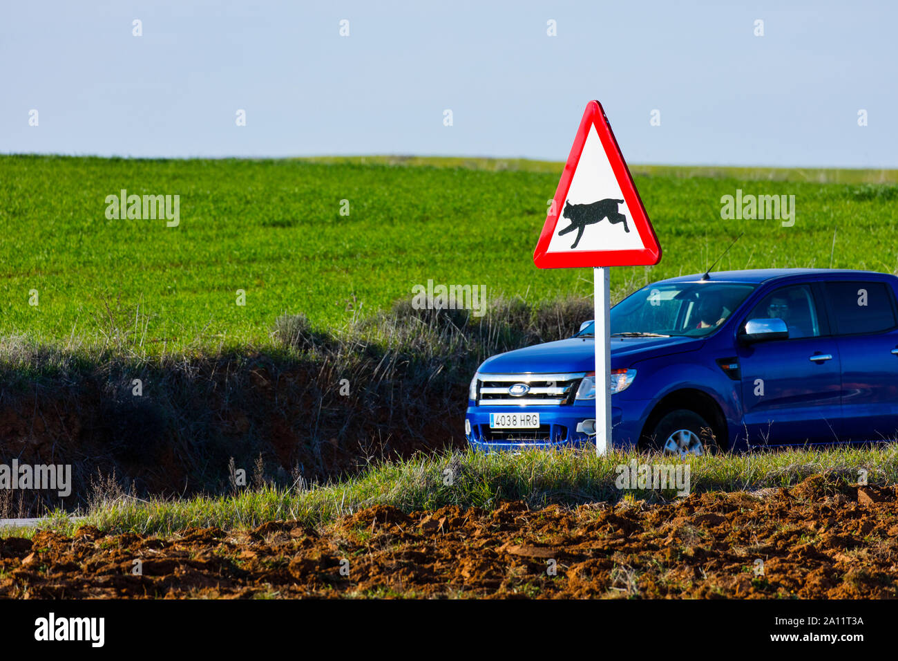 Le Lynx ibérique - LINCE IBÉRICO ((Lynx pardinus), signal de trafic, Badajoz, Estrémadure, Espagne, Europe Banque D'Images