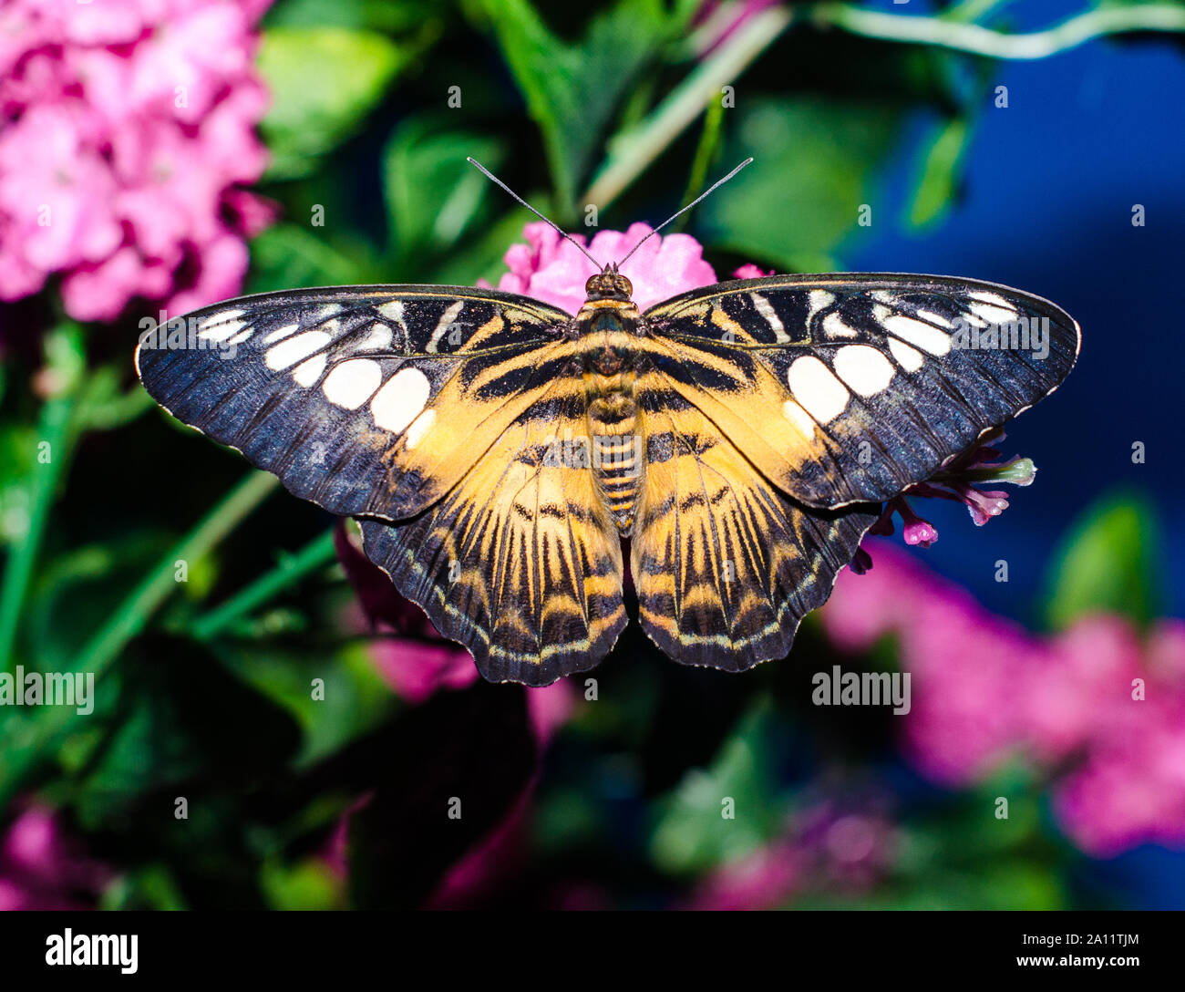 Jaune Noir brillant papillon grand siège déployer ses ailes sur une plante artificielle violet Banque D'Images