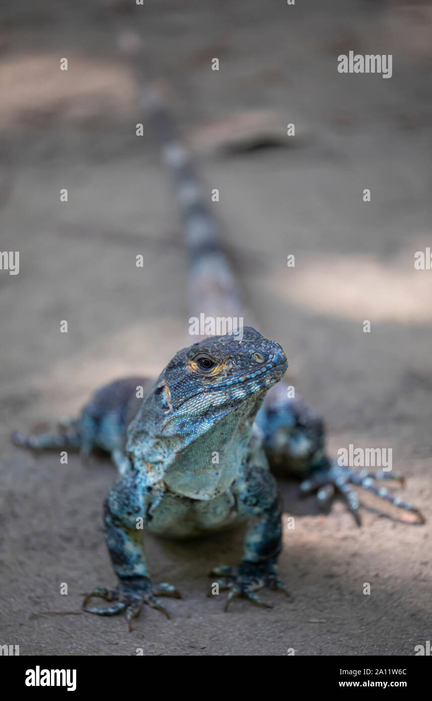 L'iguane noir, Ctenosaura similis près de Plage Matapalo, Guanacaste, Costa Rica Banque D'Images