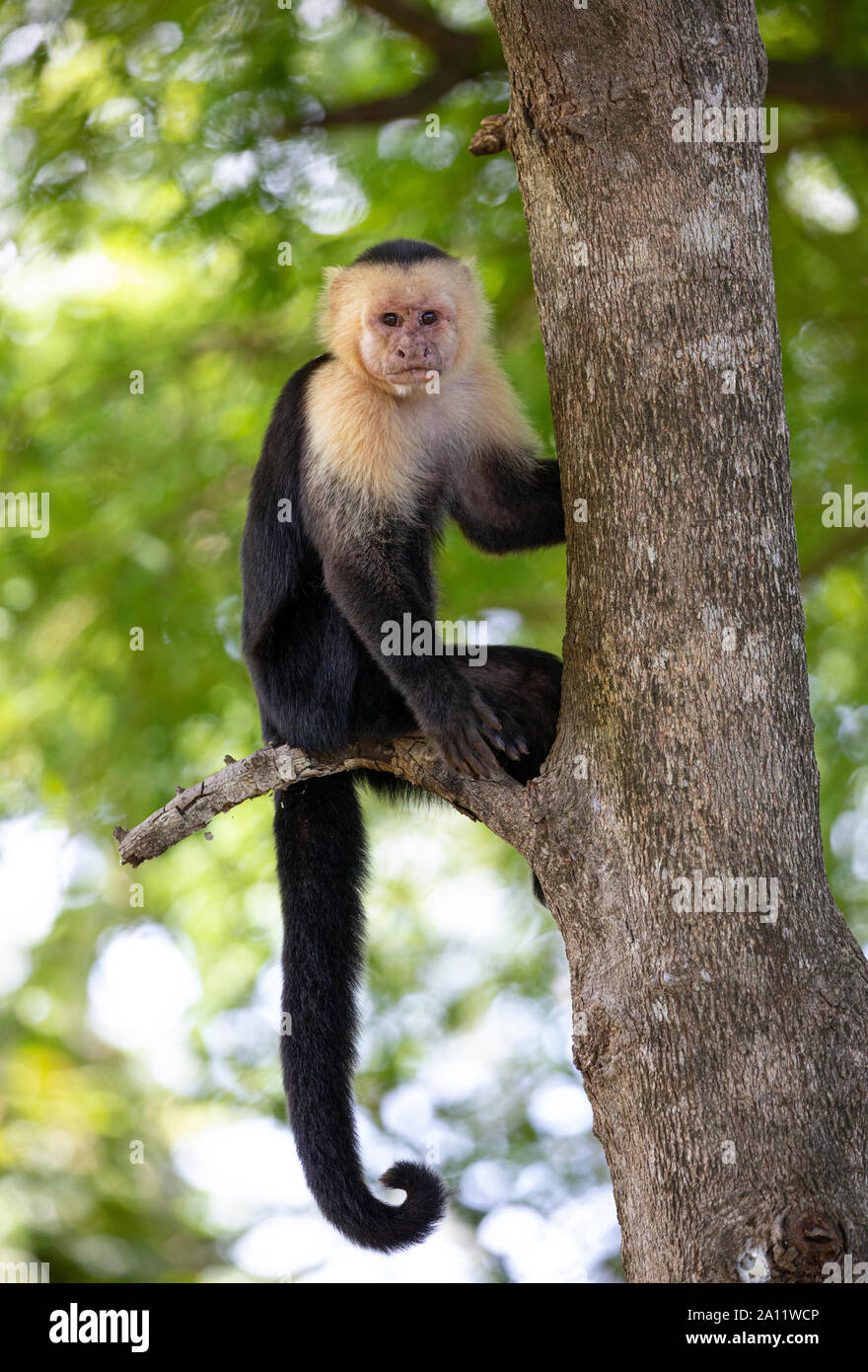 Capucin à face blanche (Cebus imitateur) près de l'hôtel Riu Palace Hotel à Guanacaste, Costa Rica Banque D'Images