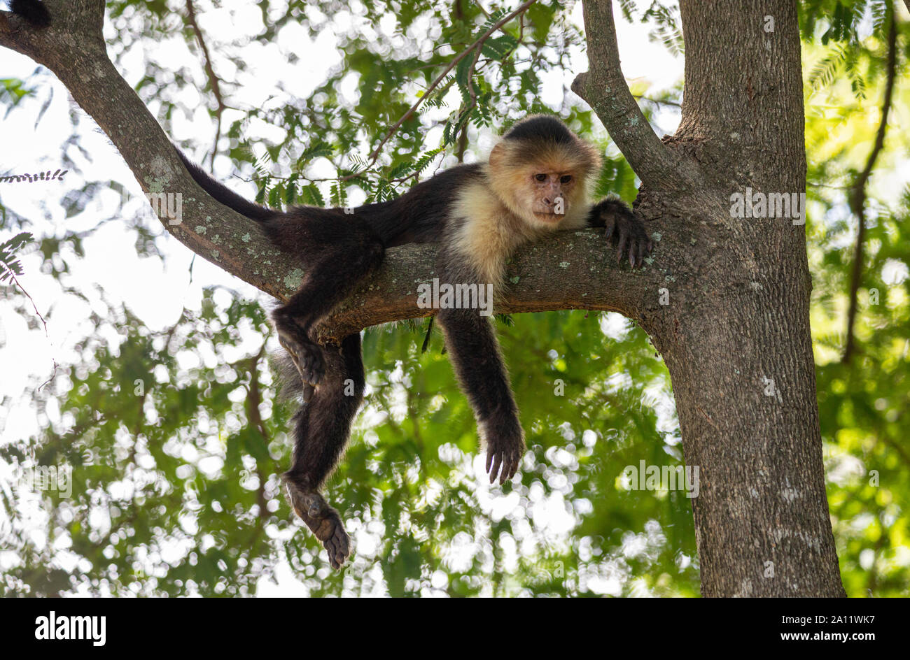 Capucin à face blanche (Cebus imitateur) près de l'hôtel Riu Palace Hotel à Guanacaste, Costa Rica Banque D'Images