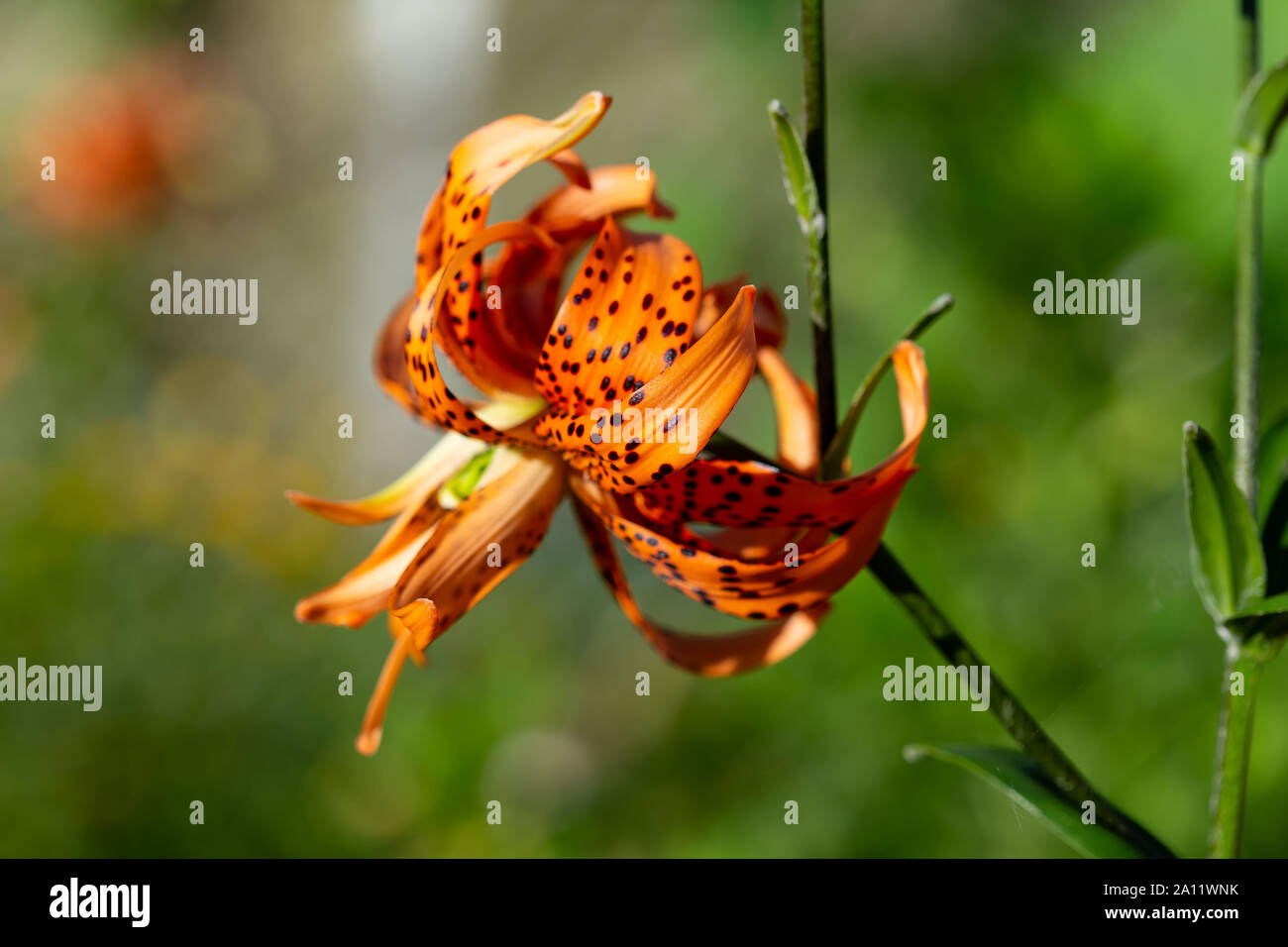 Une vue latérale d'un Tiger Lily en fleurs Banque D'Images