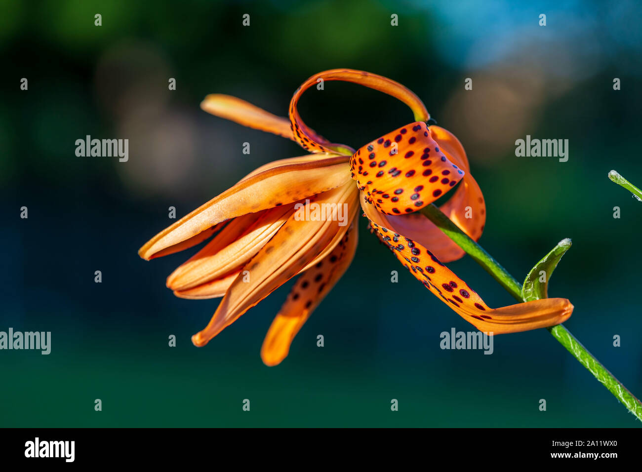 Un gros plan d'une Tiger Lily commence à fleurir au coucher du soleil Banque D'Images
