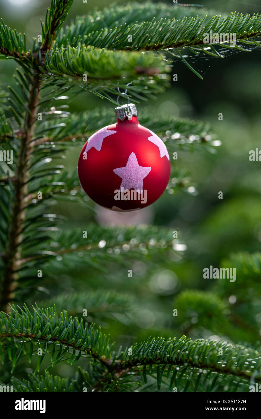 Décoration de Noël avec arbre de Noël pour chats Banque D'Images