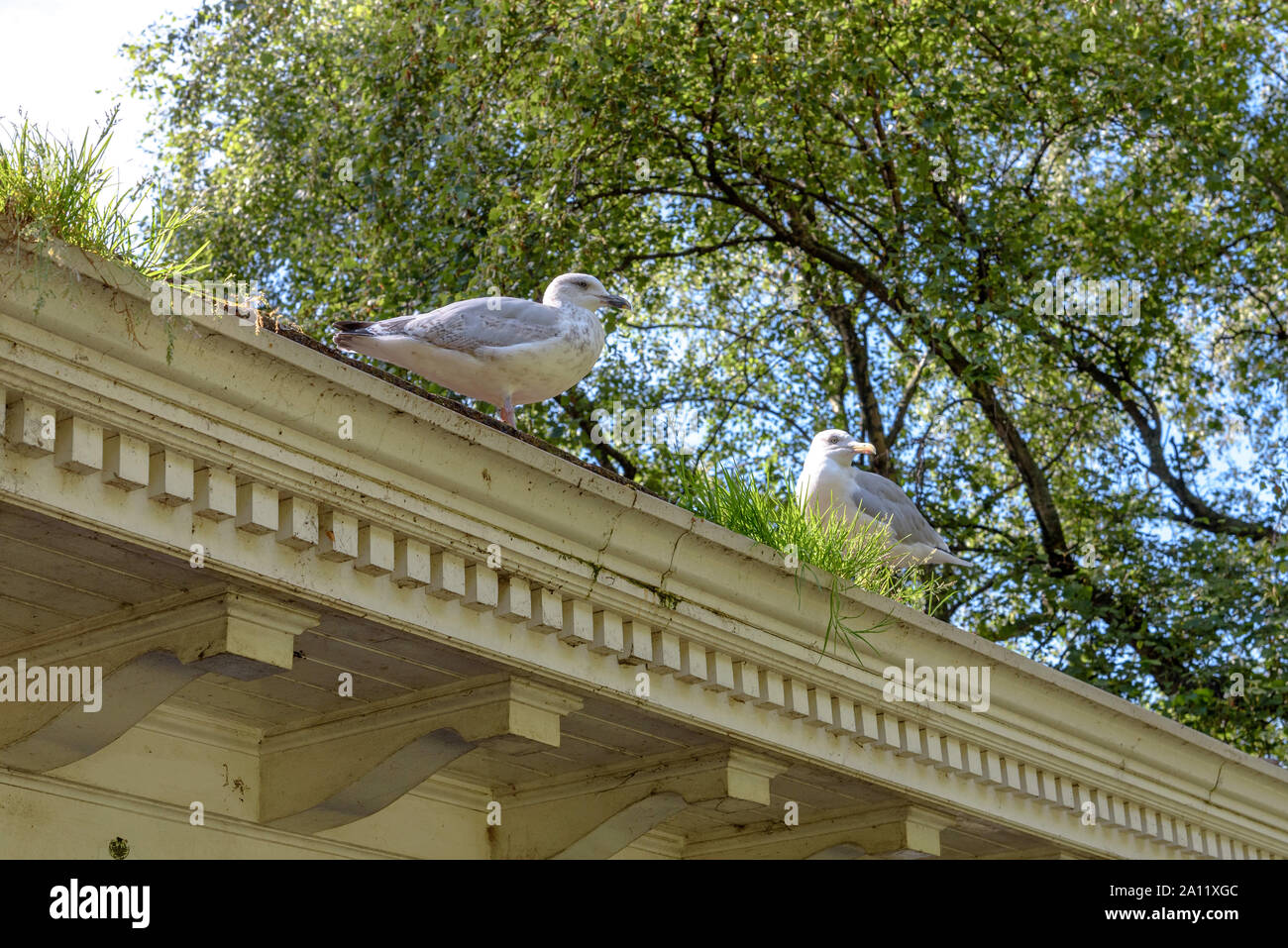 Mouettes sur le toit d'un kiosque à St Stephen's Green, Dublin, Irlande Banque D'Images