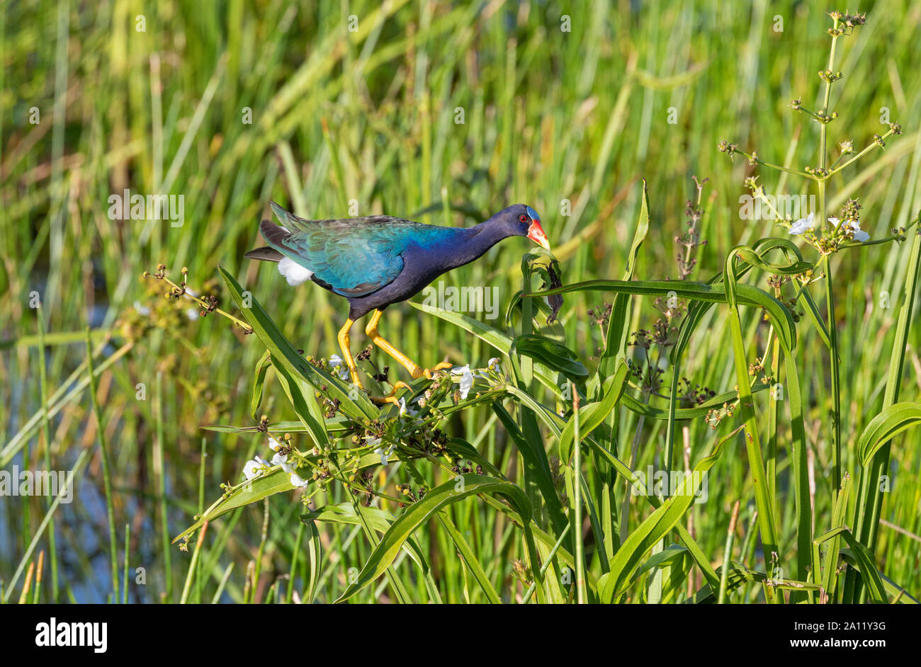 Purple gallinule Porphyrio martinicus (), Guanacaste, Costa Rica Banque D'Images