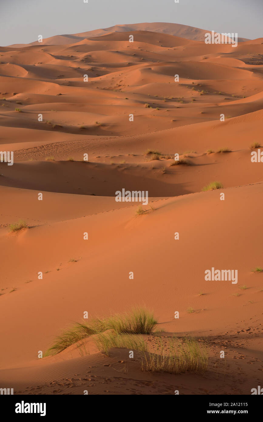 Le 250m de haut Erg Chebbi Dunes menacent d'étouffer la petite oasis du Sahara de Merzouga, Maroc, Afrique. Banque D'Images