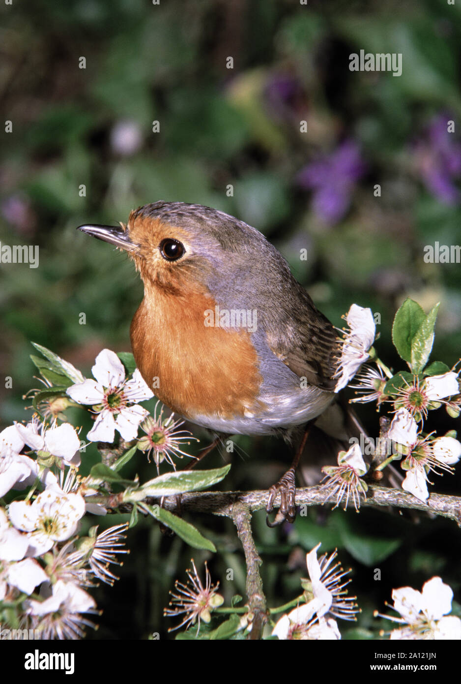 Robin (Erithacus rubecula aux abords).Des profils sur Apple Blossom. Banque D'Images
