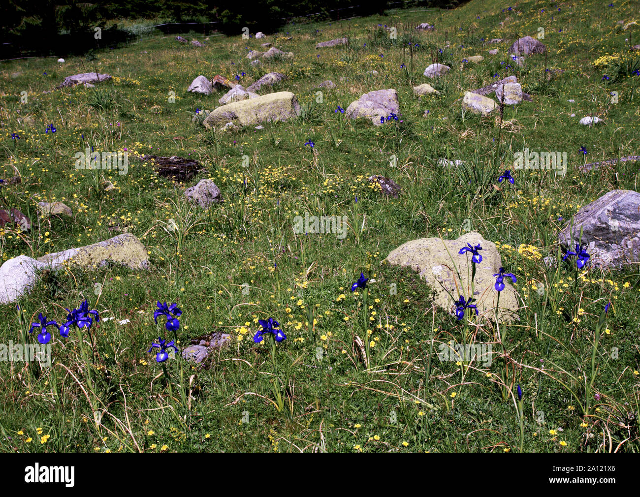 English Iris Photos English Iris Images Alamy