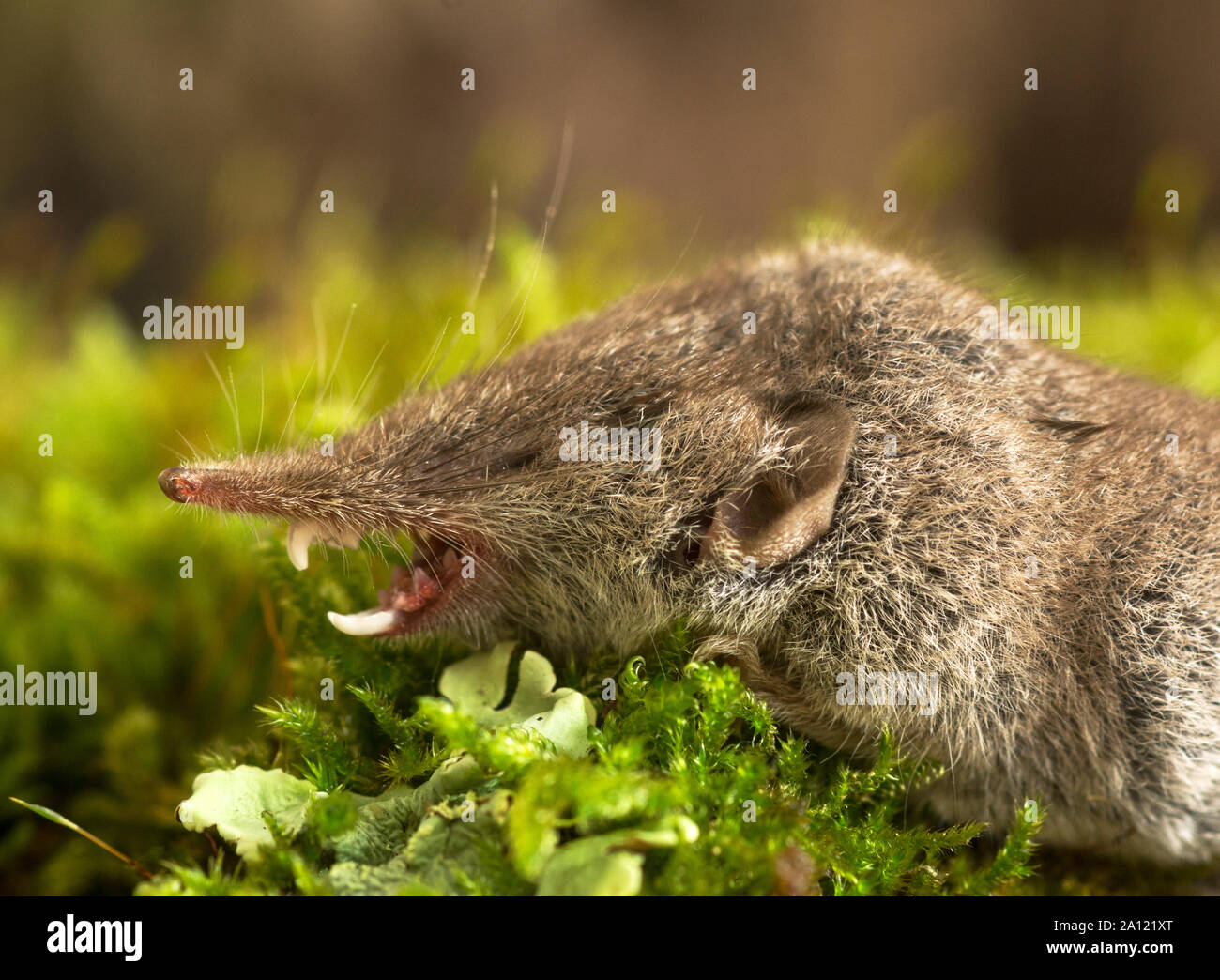 Grande Musaraigne A Dents Blanches Banque D Image Et Photos Alamy