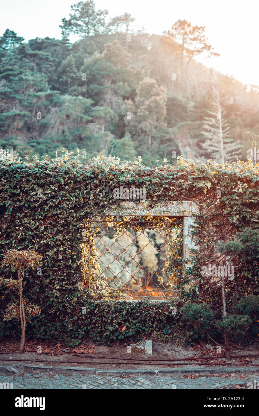 Une fenêtre sur un mur recouvert de végétation Banque D'Images