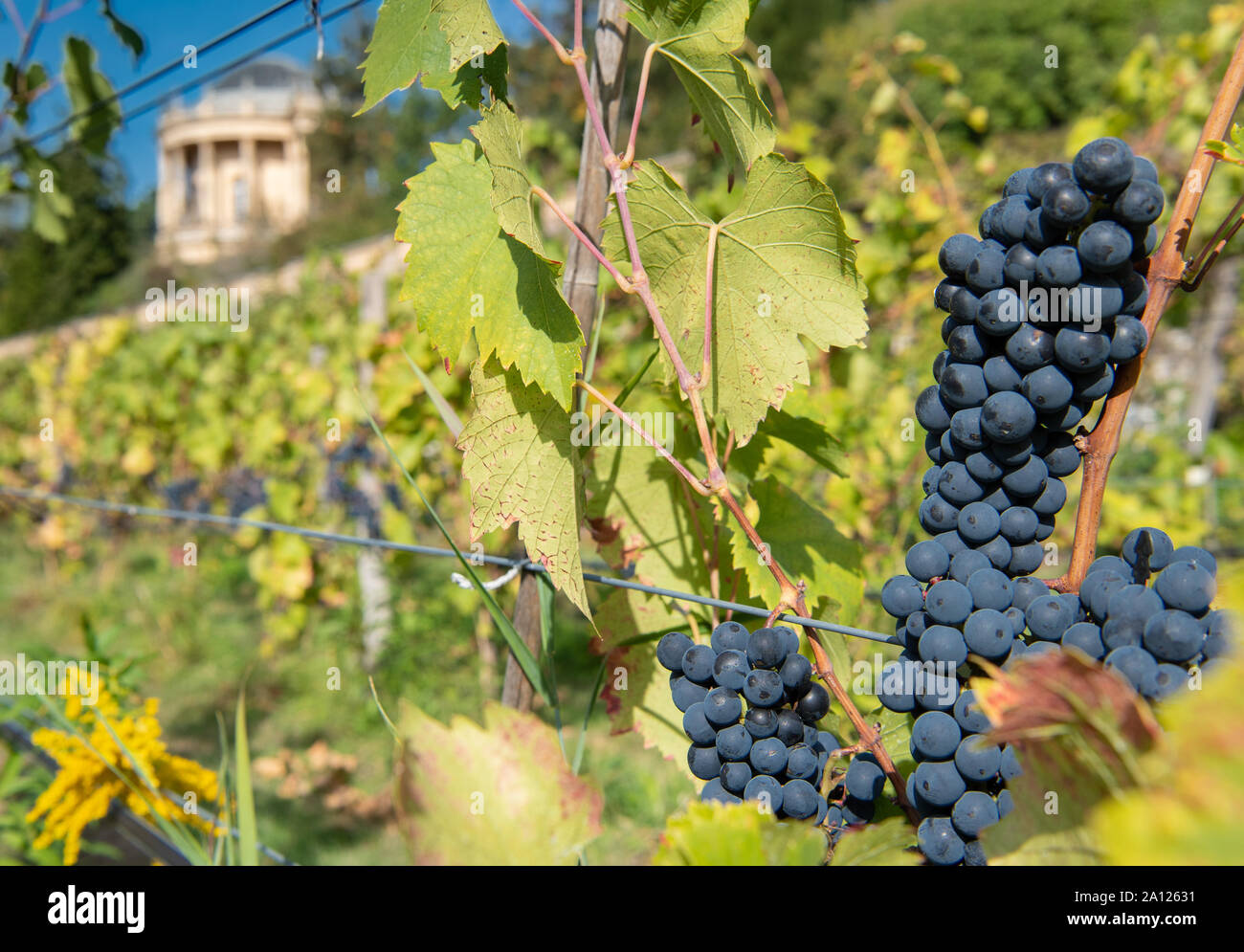 23 septembre 2019, Brandenburg, Potsdam : Raisins du 'Régent' variété accrocher sur la vigne vignoble royal au cours de la red vintage. Les raisins noirs sont transformés en un vin rouge sec, qui sera vendu à la Royal Wine Festival sur le deuxième week-end de juillet 2020. Le Winzerberg sous le Belvédère (l) appartient à la Stiftung Preußische Schlösser und Gärten Berlin-Brandenburg, est maintenue par un sponsoring association et a fait partie du patrimoine mondial culturel de Potsdam depuis 1990. Photo : Soeren Stache/dpa-Zentralbild/ZB Banque D'Images