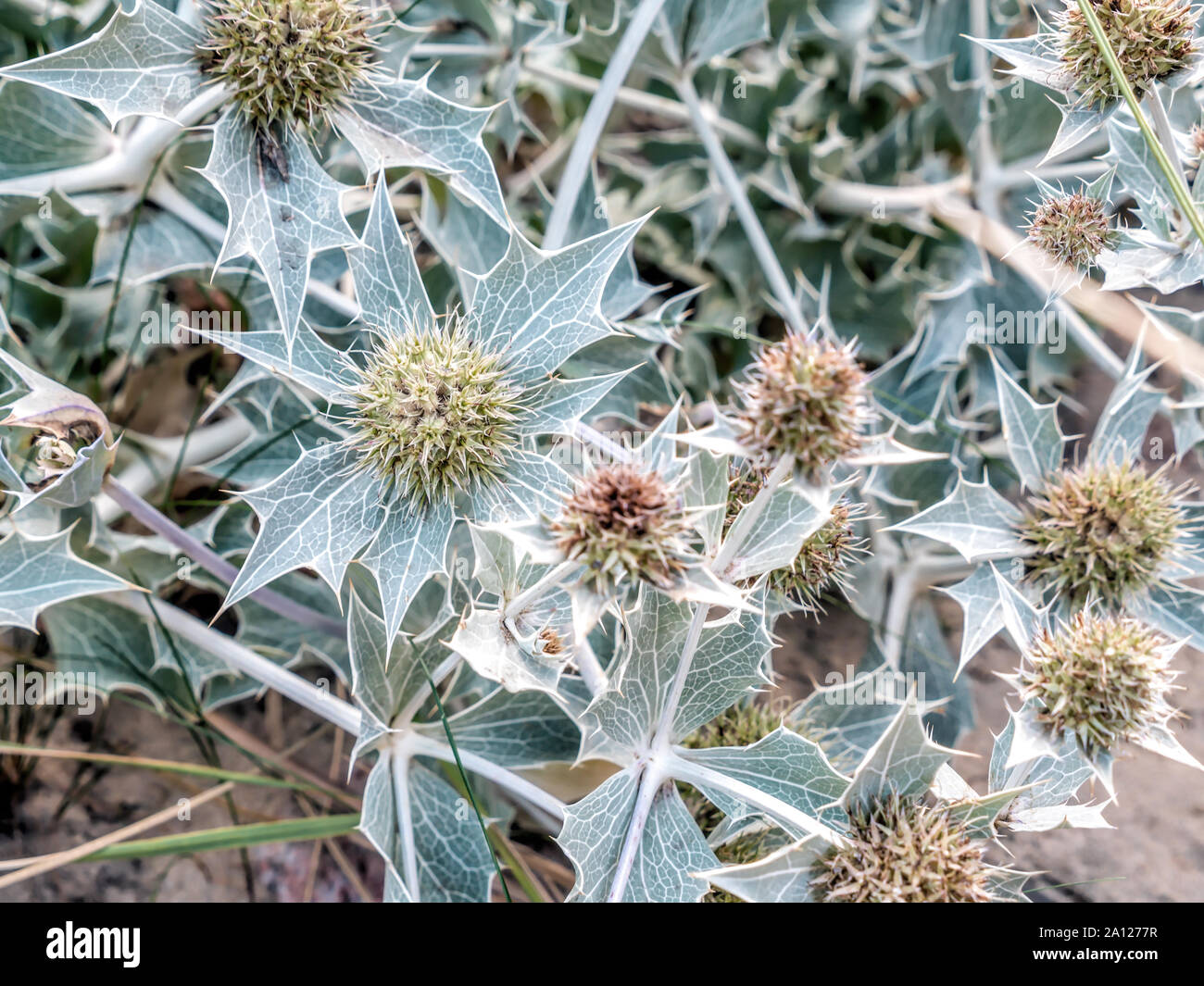 Holly mer fleur est une espèce d'Eryngium indigènes de la plupart des côtes européennes Banque D'Images