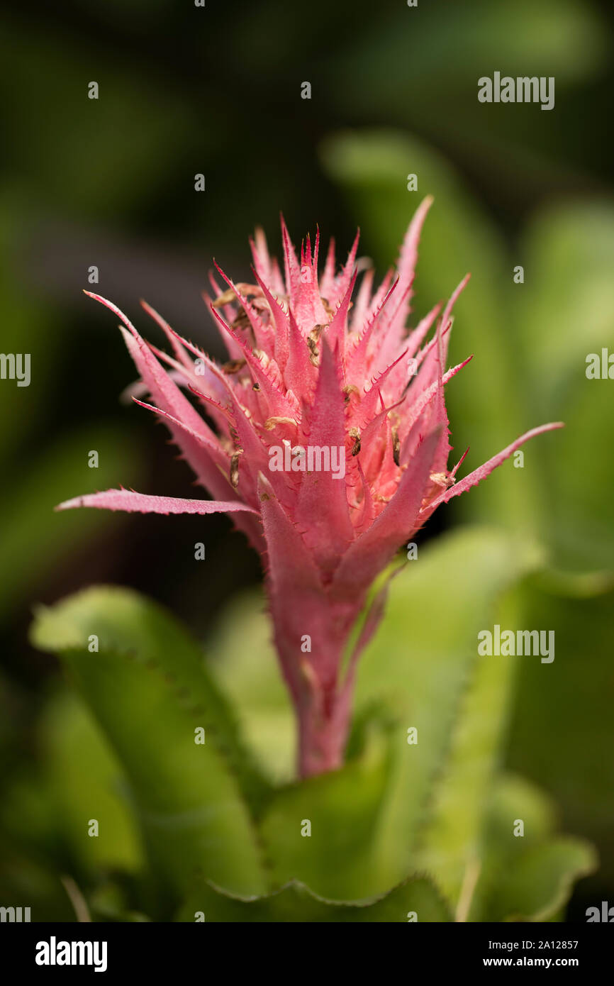Aechmea fasciata, connu sous le nom de vase d'argent ou usine d'urne, un broméliade originaire du Brésil. Banque D'Images