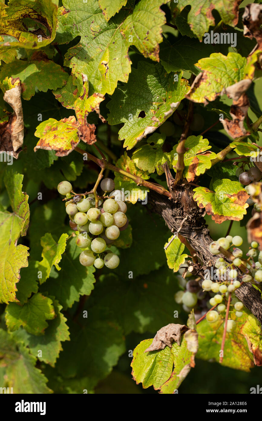 Vignes du raisin Heida, Paien ou Savagnin blanc (vitis vinifera), un raisin blanc de la région du Jura en France. Banque D'Images