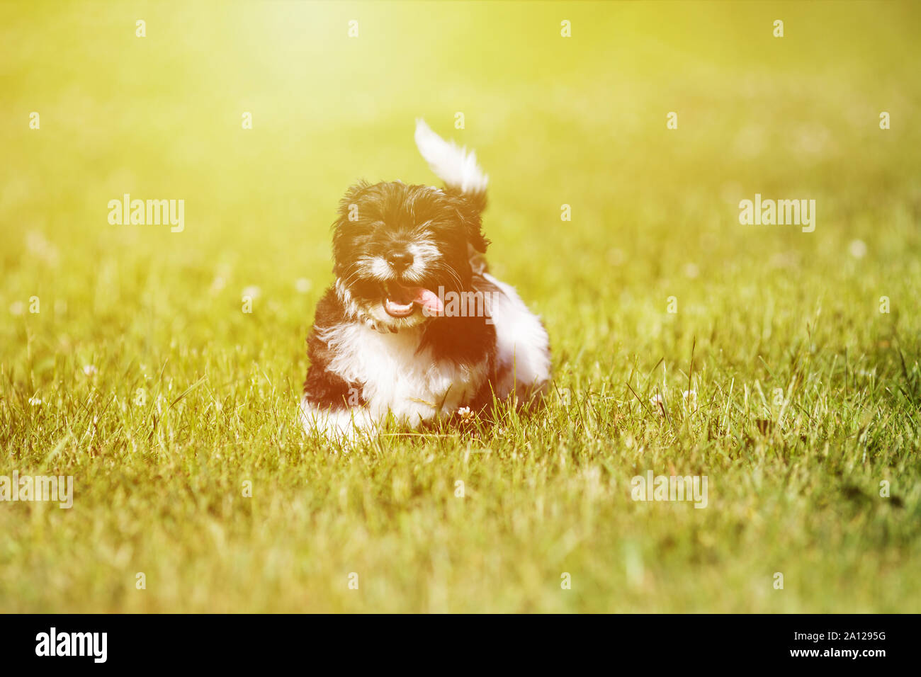 Heureux le noir et blanc jeune chien qui court sur l'herbe Banque D'Images