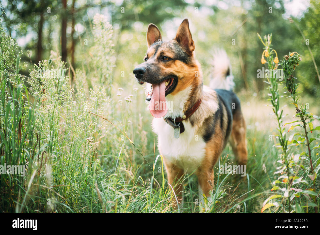 Funny Dog Walking in Green Grass. Gentil animal. Banque D'Images