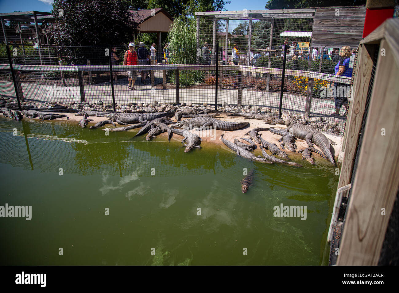 Une congrégation d'alligators américains reposant à côté d'un étang à l'enceinte d'un zoo privé dans le Michigan. Banque D'Images